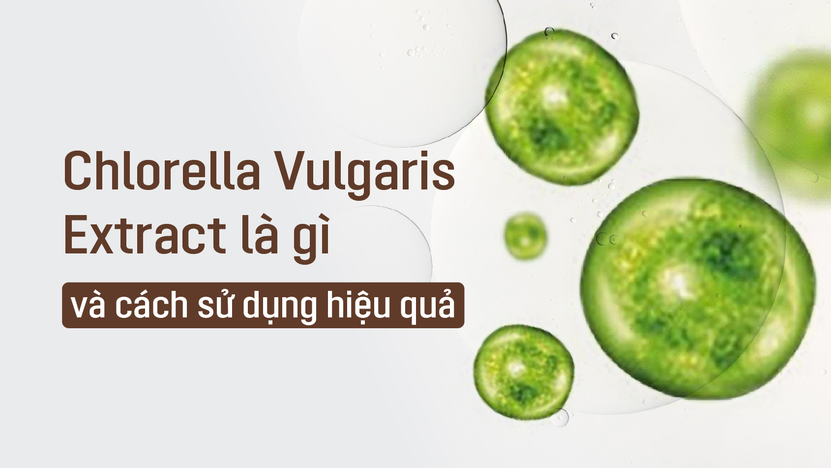 Chlorella Vulgaris Extract là gì?